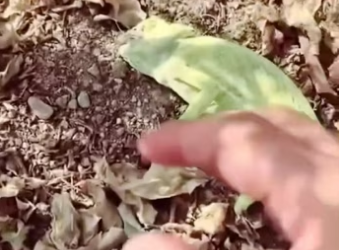 (1)27H1 rescure animal