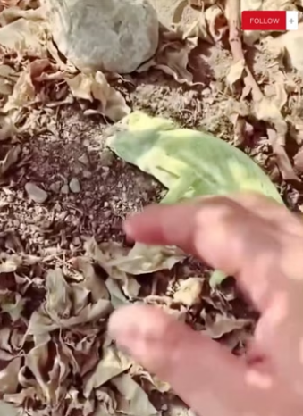 (1)27H1 rescure animal