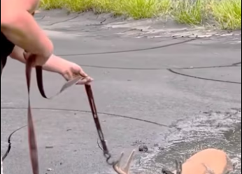 (2)27H1 rescure animal