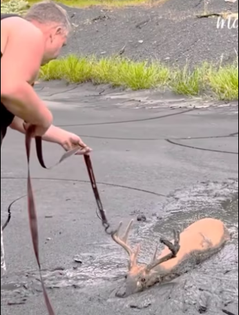 (2)27H1 rescure animal