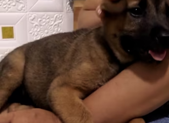 (3)27H1 rescure animal