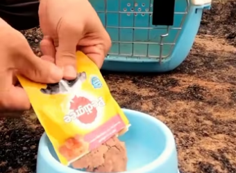 (4)27H1 rescure animal