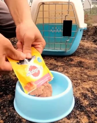 (4)27H1 rescure animal