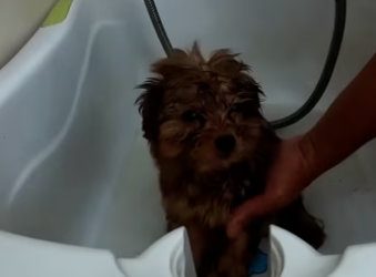 (5)27H1 rescure animal