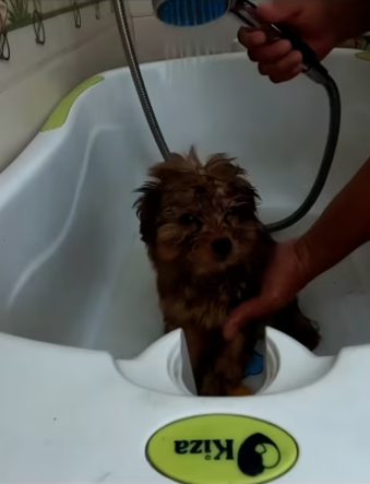 (5)27H1 rescure animal