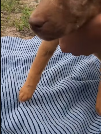 (1)27H1 rescure animal