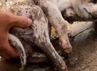 (2)27H1 rescure animal