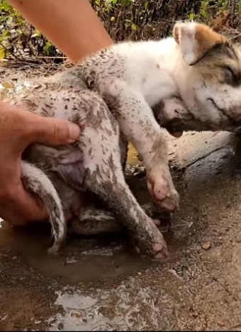 (2)27H1 rescure animal