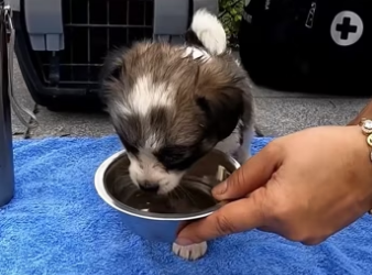 (3)27H1 rescure animal