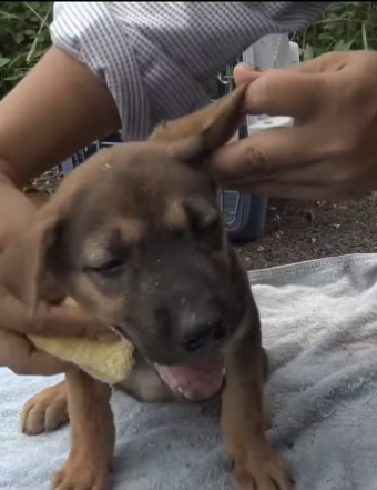 (4)27H1 rescure animal