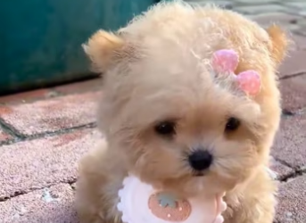 (1)27H1 rescure animal