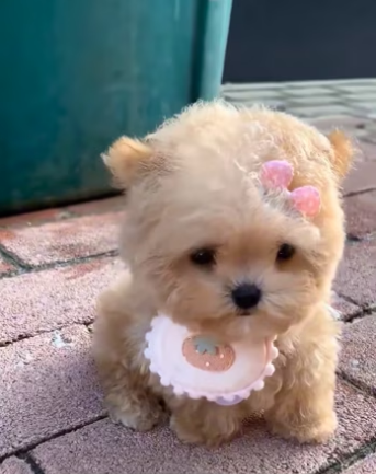 (1)27H1 rescure animal