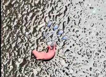 (2)27H1 rescure animal