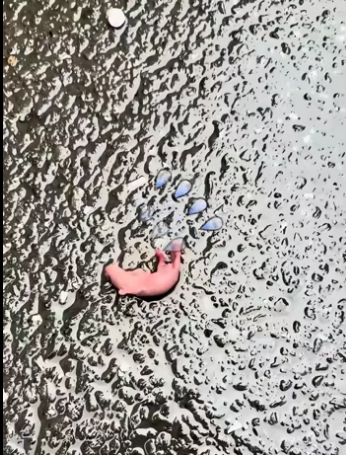 (2)27H1 rescure animal