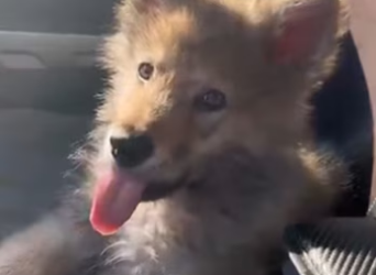 (3)27H1 rescure animal