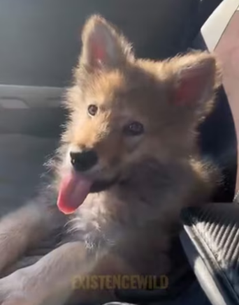 (3)27H1 rescure animal