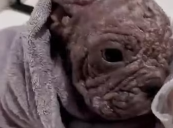 (4)27H1 rescure animal