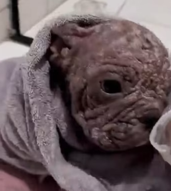 (4)27H1 rescure animal