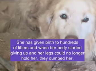 (5)27H1 rescure animal