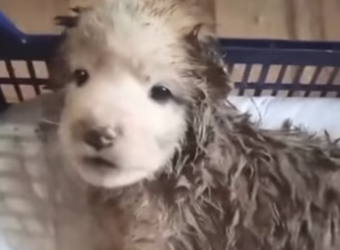 H2801001_tiktok_7558982127279230230_7558982127279230230