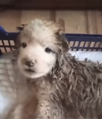 H2801001_tiktok_7558982127279230230_7558982127279230230