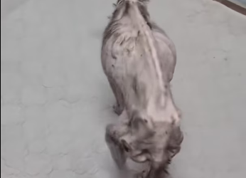 H2801004_tiktok_7557908454002756866_7557908454002756866