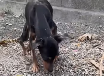 H2801001_tiktok_7562925846445444374_7562925846445444374