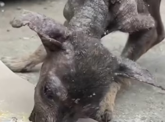 H2801002_tiktok_7562261182539779350_7562261182539779350