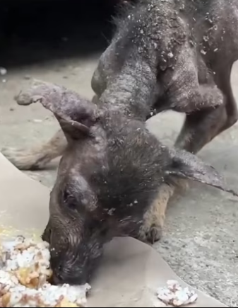 H2801002_tiktok_7562261182539779350_7562261182539779350