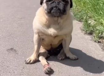 H2801003_tiktok_7561498577512484118_7561498577512484118