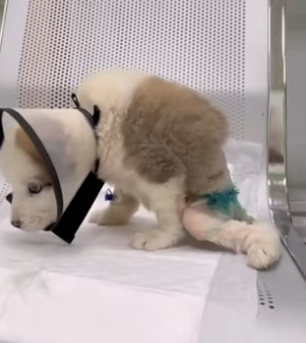 H2801004_tiktok_7560338570544860419_7560338570544860419