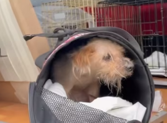 H2801005_tiktok_7559288100002762006_7559288100002762006