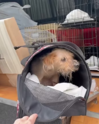 H2801005_tiktok_7559288100002762006_7559288100002762006