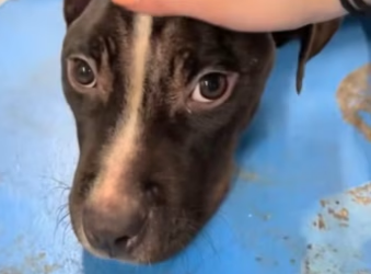 H2801003_tiktok_7565134094535904534_7565134094535904534