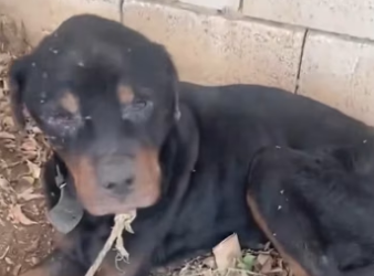 H2801004_tiktok_7563284241954458902_7563284241954458902