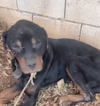 H2801004_tiktok_7563284241954458902_7563284241954458902