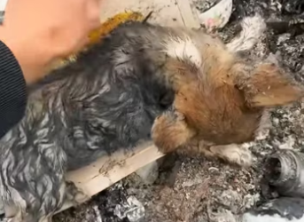 H2801002_Rescue a dog �������❤️❤️❤️❤️❤️❤️❤️❤️❤️#rescue #rescueanimals #animals…