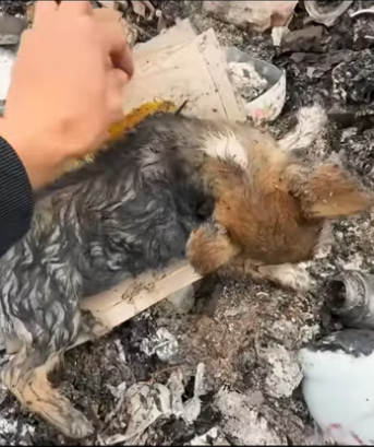 H2801002_Rescue a dog �������❤️❤️❤️❤️❤️❤️❤️❤️❤️#rescue #rescueanimals #animals…