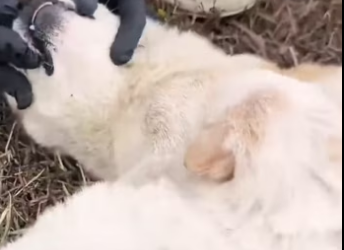 H2801004_Rescue dog poisoned by food lying dying on the side of the road . #re…