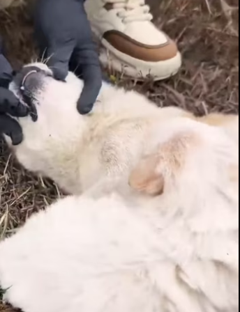 H2801004_Rescue dog poisoned by food lying dying on the side of the road . #re…