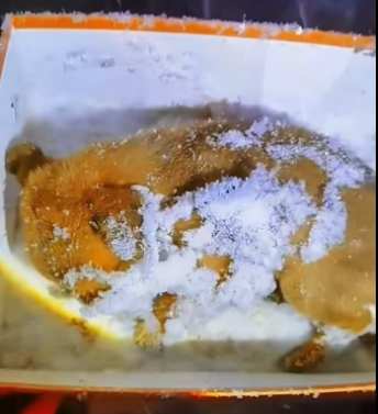 H2801001_Rescue a puppuy in cold winter�����������❤️❤️❤️❤️❤️❤️#rescue #rescued…