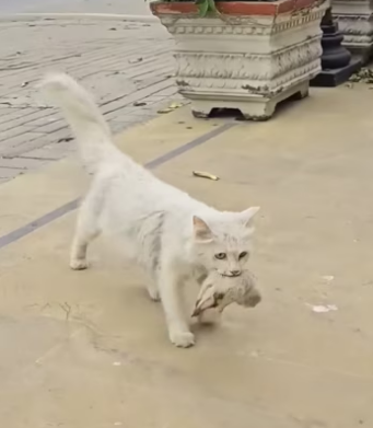 H2801002_Rescue a family cat ���������❤️❤️❤️❤️❤️❤️❤️❤️❤️❤️#rescue #rescuecat #…