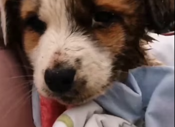 H2801003_Rescue a dog ��������❤️❤️❤️❤️❤️❤️❤️❤️❤️❤️❤️#rescue #rescuedog #rescue…