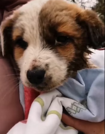 H2801003_Rescue a dog ��������❤️❤️❤️❤️❤️❤️❤️❤️❤️❤️❤️#rescue #rescuedog #rescue…