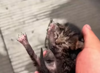 H2801004_Rescue a kitten on the road �����������❤️❤️❤️❤️❤️❤️#rescue #rescuecat…