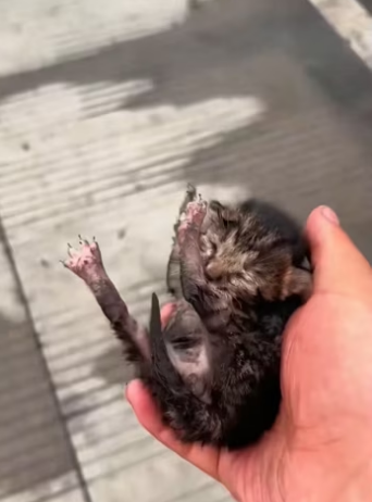 H2801004_Rescue a kitten on the road �����������❤️❤️❤️❤️❤️❤️#rescue #rescuecat…