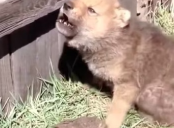 H2801005_Rescue a puppy .#rescue #rescuedog #rescuepuppy #rescueanimals #dog #…