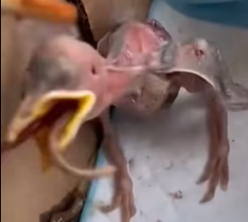 H2801002_tiktok_7567357595921468694_7567357595921468694