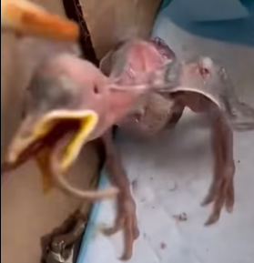 H2801002_tiktok_7567357595921468694_7567357595921468694