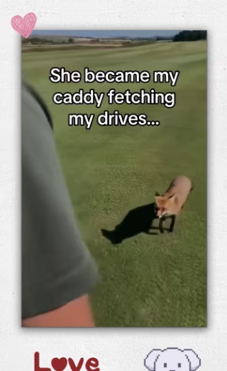 She knew she was coming home me #animals #fox_part2